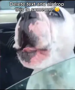 Singing doge