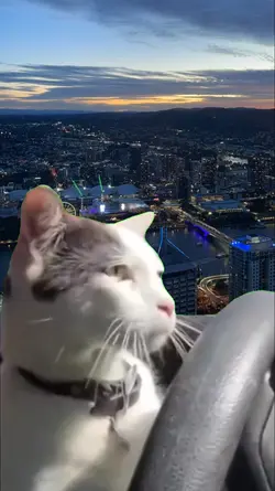 Gato 