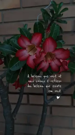 Beleza das coisas
