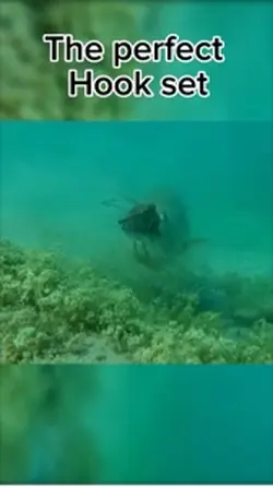 Hookset funny