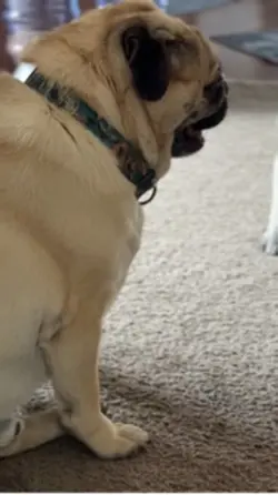 Pug Life 