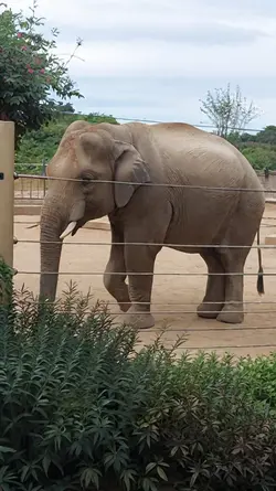 zoo elephant