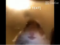 Hamster meme