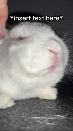 Bunny Meme