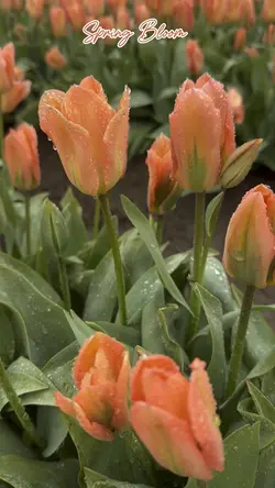 Spring Bloom