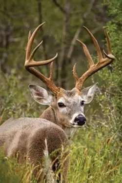 Deer edit