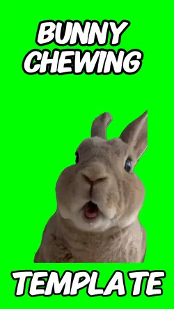 Bunny chewing 