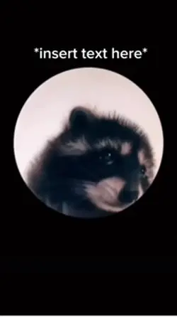 Pedro Pedro raccoon 