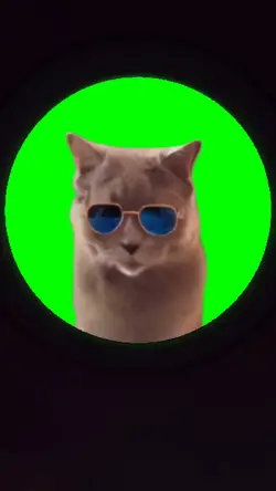 Pedro pedro cat