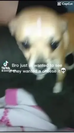 Cheese it dogs