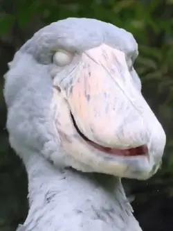 craziest bird sounds