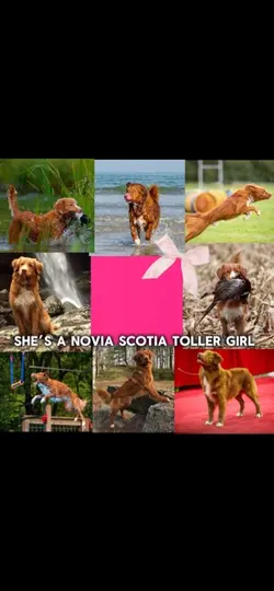 Novia scotia toller🎀