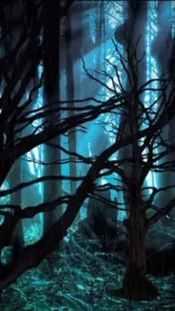 Forest in calm 