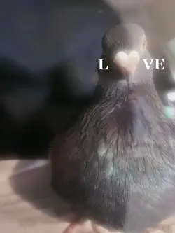 Yes, I have a pigeon