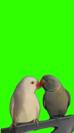 passarinho meme