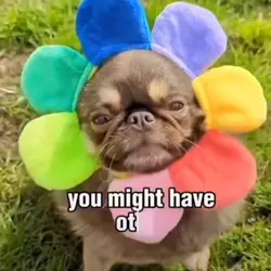 Pug