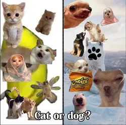 Cat or dog?