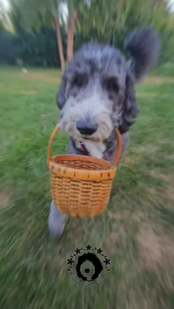 Dog training, tricks