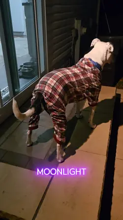 Pups in pajamas