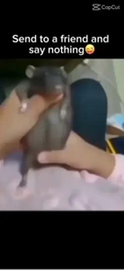 Ratatouille’s hobby