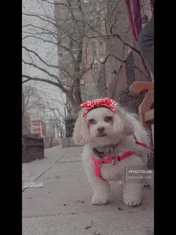 Shitzu