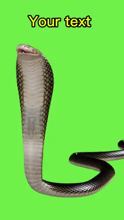 Snake 