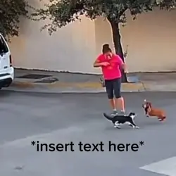 Cat VS Dog