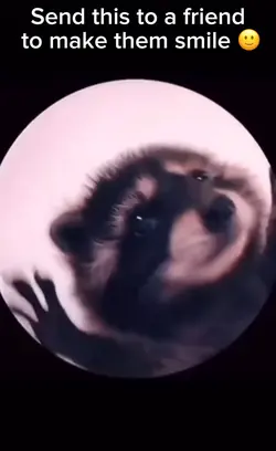 Raccoon Dancing