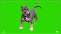 Pitbull