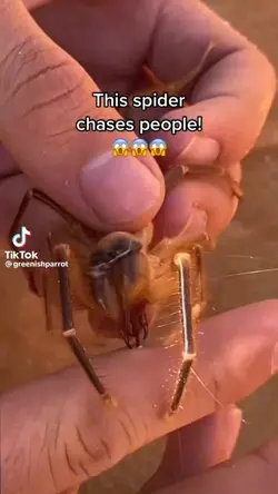 Meme spider
