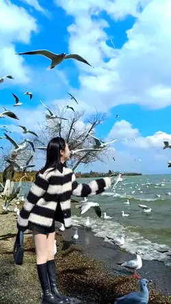 Flying seagull