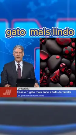 gato fofo