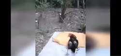 Rooster alarm meme