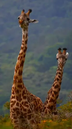 animals