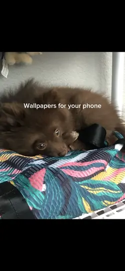 Wallpapers