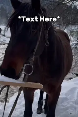 Crazy horse meme 