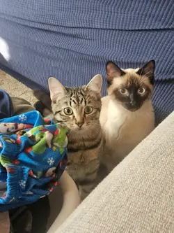 cat :3 