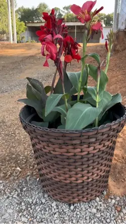 Flores