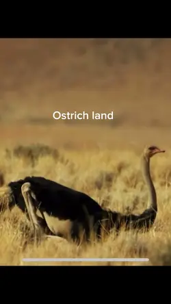 #ostrichland #cutout