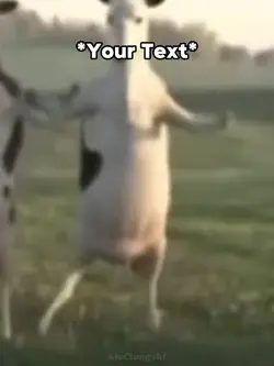 Cows Dancing Meme