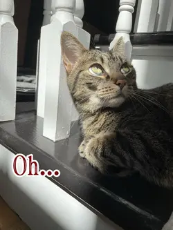 Pet Photo Dump