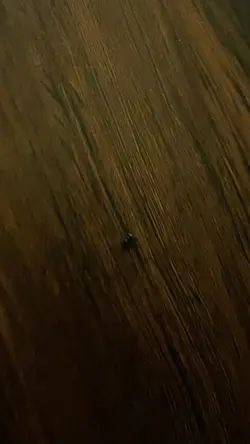Lil buggy :3