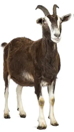 G.O.A.T