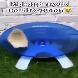 Hamster Meme