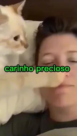 amor de gato