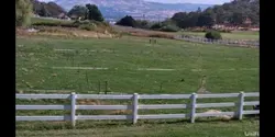 Ziggy barking