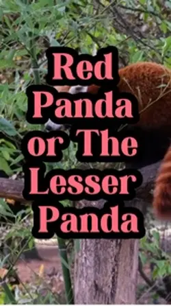 Red Panda