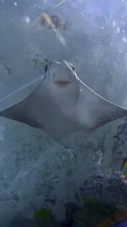Under the Sea