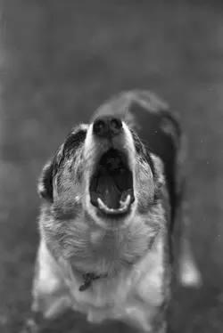 Barking Dog 