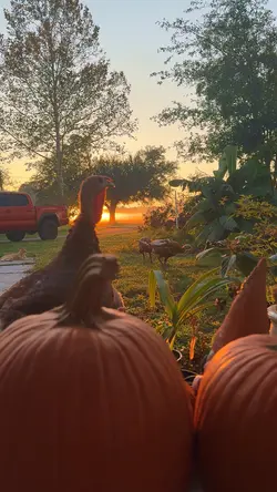 Florida Fall